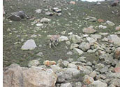 Kalindikhal Trek, Rishikesh, Uttarkashi, Gangotri, Bhojwasa, Tapovan, Nandanvan, Khara Pathar