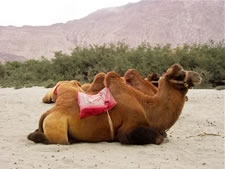 Nubra Valley