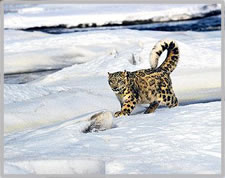 Snow Leopard Trek in Ladakh