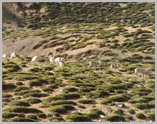 Lamayuru Chilling Trek